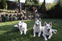 Meucci,Coralie,Keona